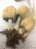 Coprinellus flocculosus image