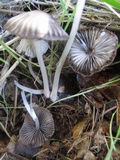 Coprinellus impatiens image
