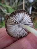 Coprinellus impatiens image
