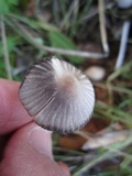Coprinellus impatiens image