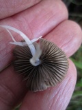 Coprinellus impatiens image