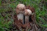 Hypomyces hyalinus image