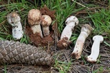 Hypomyces hyalinus image