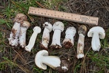 Hypomyces hyalinus image