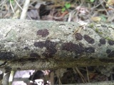 Hypoxylon rubiginosum image