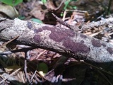 Hypoxylon rubiginosum image