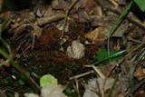 Pseudocolus fusiformis image