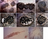 Diatrype disciformis image