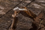 Coprinopsis stercorea image