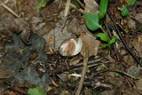 Pseudocolus fusiformis image