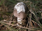 Amanita sect. Vaginatae image