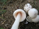 Amanita sect. Vaginatae image