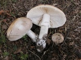 Amanita spreta image