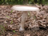 Amanita spreta image