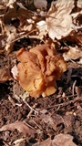 Gyromitra korfii image