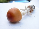 Amanita sect. Vaginatae image