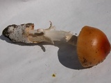 Amanita sect. Vaginatae image