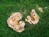 Bondarzewia berkeleyi image