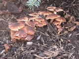 Gymnopus luxurians image
