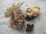 Leucoagaricus americanus image