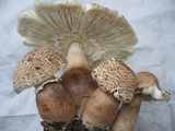 Leucoagaricus americanus image