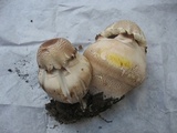 Leucoagaricus americanus image
