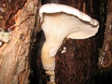 Pleurotus dryinus image