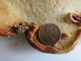 Fomitopsis schrenkii image