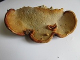 Fomitopsis schrenkii image