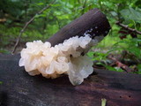 Ductifera pululahuana image