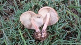 Marasmius oreades image