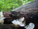Ductifera pululahuana image