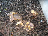 Suillus fuscotomentosus image