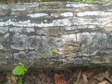 Biscogniauxia atropunctata image