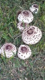 Chlorophyllum palaeotropicum image