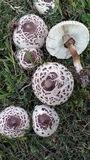 Chlorophyllum palaeotropicum image
