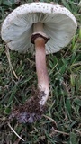 Chlorophyllum palaeotropicum image