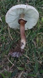 Chlorophyllum palaeotropicum image