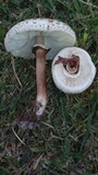 Chlorophyllum palaeotropicum image