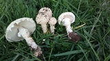 Amanita foetidissima image