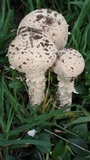 Amanita foetidissima image