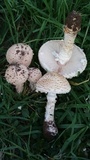 Amanita foetidissima image