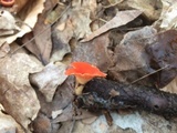 Sarcoscypha austriaca image
