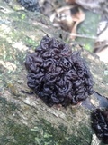 Tremella boraborensis image