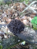 Tremella boraborensis image