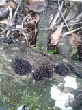 Tremella boraborensis image