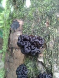 Tremella boraborensis image