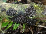 Tremella boraborensis image