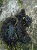 Tremella boraborensis image
