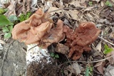 Gyromitra brunnea image